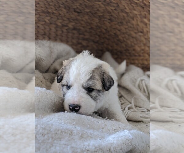 Medium Photo #57 Great Pyrenees Puppy For Sale in FALCON, CO, USA