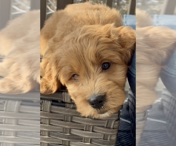 Medium Photo #13 Goldendoodle (Miniature) Puppy For Sale in RANDOLPH, WI, USA