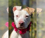 Small #5 American Pit Bull Terrier Mix