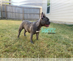 Small Photo #5 French Bulldog Puppy For Sale in BRYAN, TX, USA