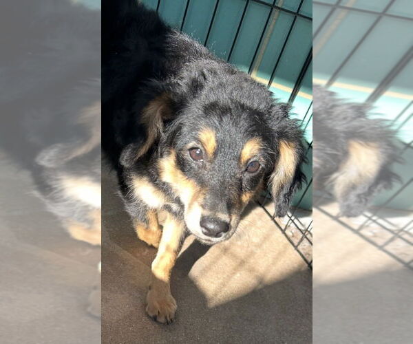 Medium Photo #5 Mutt Puppy For Sale in San Diego, CA, USA