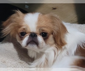 Father of the Japanese Chin puppies born on 11/01/2025