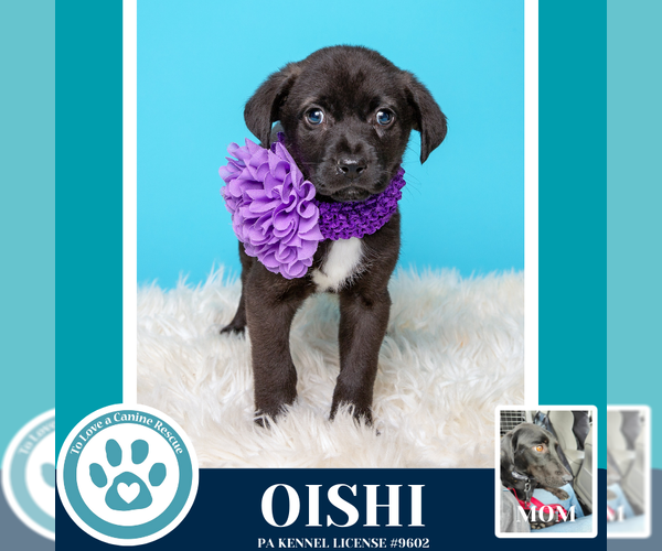 Medium Photo #10 Labrador Retriever Puppy For Sale in Kimberton, PA, USA