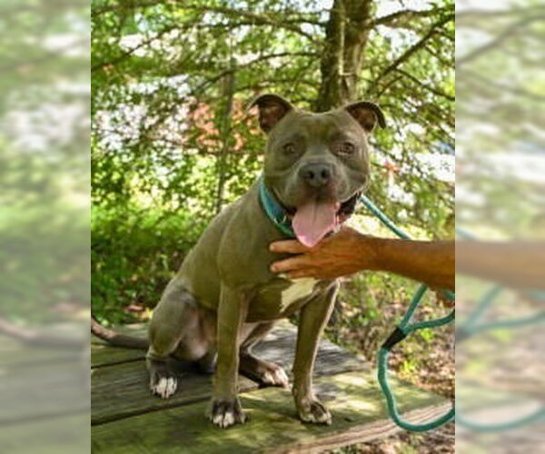 Medium Photo #5 American Bulldog-Unknown Mix Puppy For Sale in Glen Allen, VA, USA