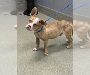 Pug-Unknown Mix Dogs for adoption in Las Vegas, NV, USA