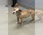*KEITH - Male Pug-Unknown Mix Dog for Adoption - Small photo