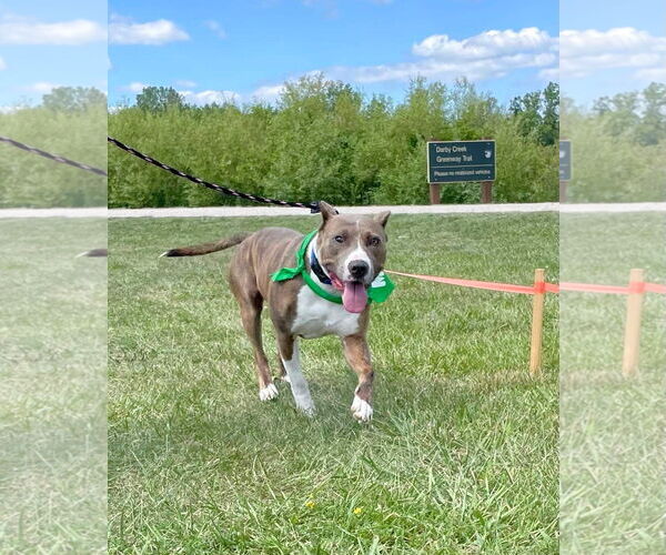 Medium Photo #38 American Pit Bull Terrier-Unknown Mix Puppy For Sale in Germantown, OH, USA