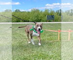 Small #37 American Pit Bull Terrier Mix