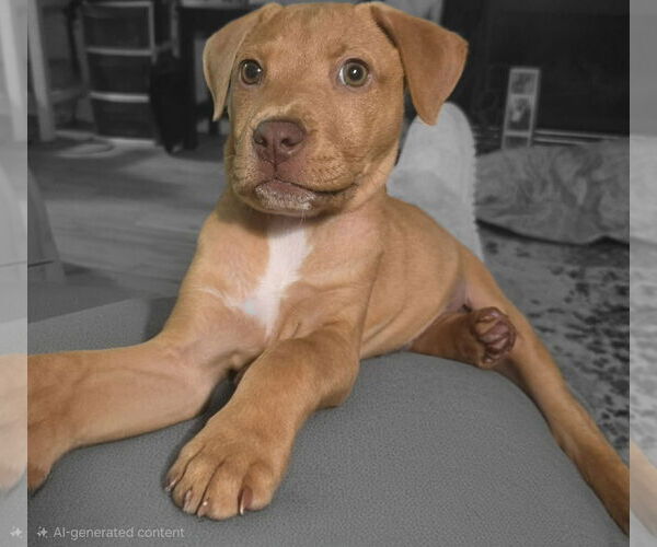 Medium Photo #2 American Staffordshire Terrier-Unknown Mix Puppy For Sale in Holly Springs, NC, USA