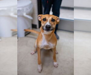 Black Mouth Cur-Unknown Mix Dogs for adoption in Rowlett, TX, USA