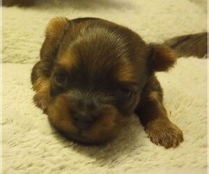 Yorkshire Terrier Puppy for Sale in MADISONVILLE, Tennessee USA