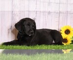 Small Photo #3 Rottle Puppy For Sale in FREDERICKSBG, OH, USA
