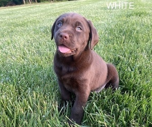 Labrador Retriever Puppy for sale in CROTHERSVILLE, IN, USA