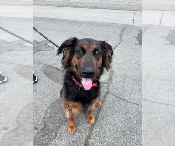 Medium Photo #14 German Shepherd Dog-Unknown Mix Puppy For Sale in Lake Forest, CA, USA
