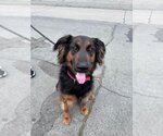 Small #13 German Shepherd Dog Mix