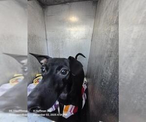 Chihuahua-Unknown Mix Dogs for adoption in San Antonio, TX, USA