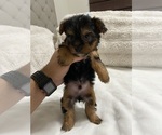 Small Photo #6 Yorkshire Terrier Puppy For Sale in CLOVIS, CA, USA