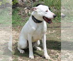 Small #2 Great Dane-Greyhound Mix