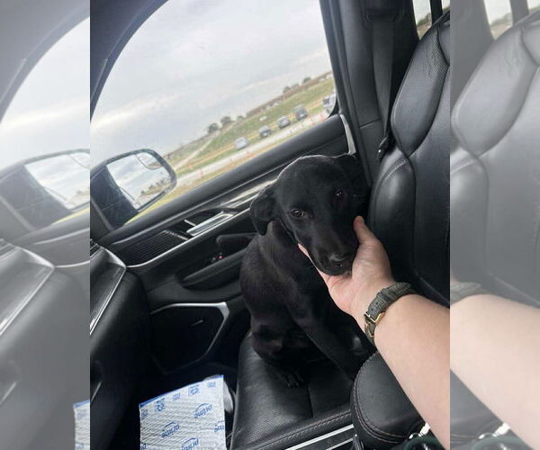 Medium Photo #5 Labrador Retriever-Unknown Mix Puppy For Sale in Overland Park, KS, USA