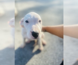 Dogo Argentino Puppy for sale in INTERLACHEN, FL, USA