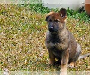 German Shepherd Dog Puppy for sale in FAYETTEVILLE, GA, USA