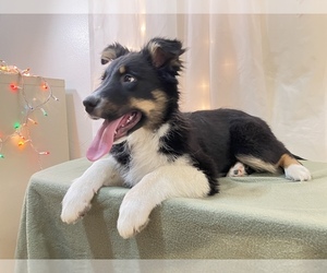 Australian Shepherd Puppy for sale in HILLSBORO, WI, USA