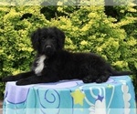 Small Photo #2 Aussie-Poo Puppy For Sale in FREDERICKSBURG, OH, USA