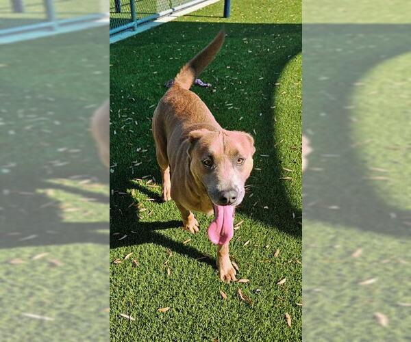 Medium Photo #2 Shepradors Puppy For Sale in Baytown, TX, USA