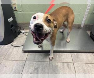 American Staffordshire Terrier-Unknown Mix Dogs for adoption in Grand Prairie, TX, USA