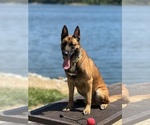 Small Photo #1 Dutch Shepherd Dog Puppy For Sale in BLOOMINGTON, IN, USA