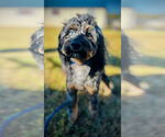 Small #2 Aussiedoodle Miniature 