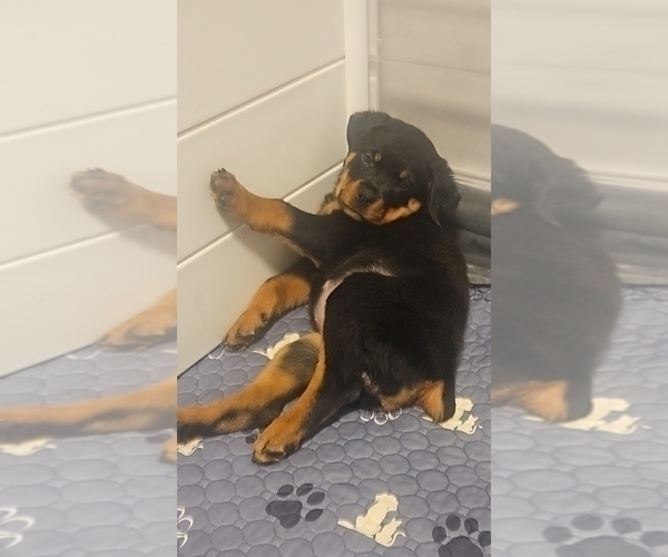Medium Photo #8 Rottweiler Puppy For Sale in O FALLON, MO, USA
