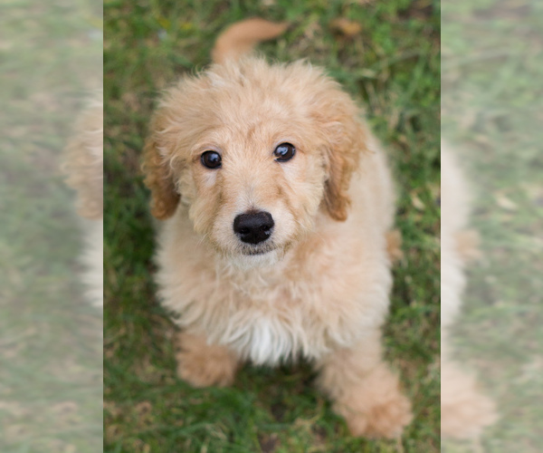Medium Photo #7 Goldendoodle Puppy For Sale in BAY VIEW, WI, USA