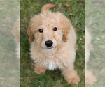 Small Photo #7 Goldendoodle Puppy For Sale in BAY VIEW, WI, USA