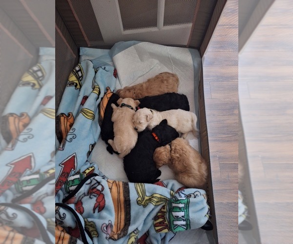 Medium Photo #1 Goldendoodle Puppy For Sale in LOUISA, VA, USA