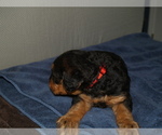 Small Photo #43 Airedale Terrier Puppy For Sale in CHARLESTOWN, IN, USA