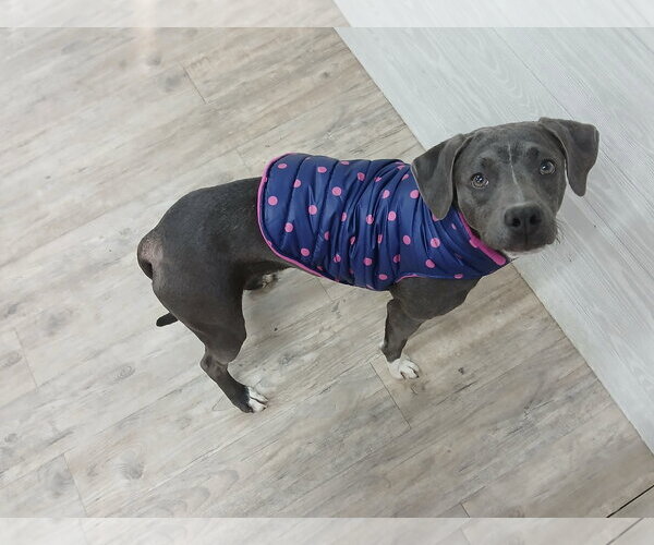 Medium Photo #13 Mutt Puppy For Sale in Murfreesboro, NC, USA