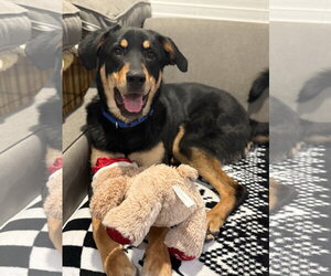 Mutt Dogs for adoption in Woodbury, NY, USA