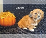 Jason - Male Zuchon Puppy for Sale - Photo #2