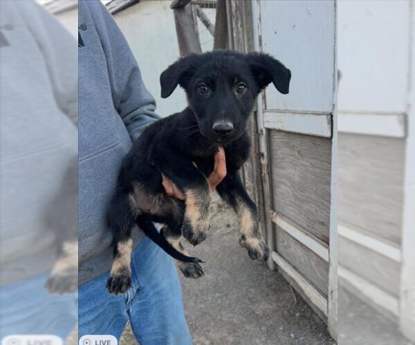 Medium Photo #1 Mutt Puppy For Sale in Tracy, CA, USA