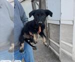 A048550 - Male Mutt Dog for Adoption - Small photo