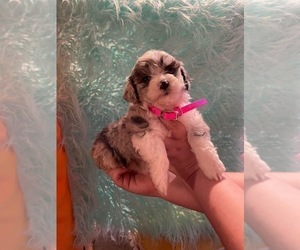 Aussiedoodle Miniature  Puppy for Sale in TRAFALGAR, Indiana USA