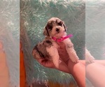 Small Photo #1 Aussiedoodle Miniature  Puppy For Sale in TRAFALGAR, IN, USA