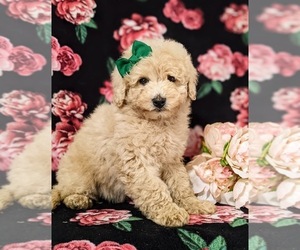 Goldendoodle-Poodle (Miniature) Mix Puppy for sale in OXFORD, PA, USA