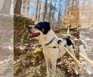 Bolton - Male Boxer-Unknown Mix Dog for Adoption - Photo #6