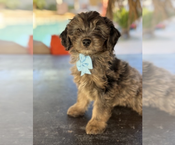 Medium Photo #4 Aussiedoodle Miniature  Puppy For Sale in MENIFEE, CA, USA
