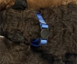 Small Photo #30 Bernedoodle Puppy For Sale in MOULTON, AL, USA