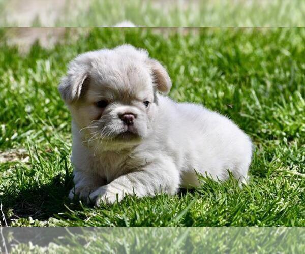 Medium Photo #12 French Bulldog Puppy For Sale in TAMPA, FL, USA