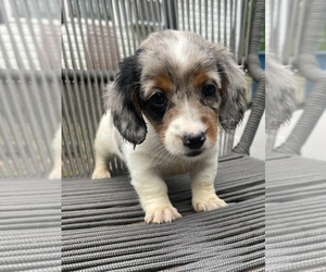 Dachshund Puppy for sale in BEACH CITY, OH, USA