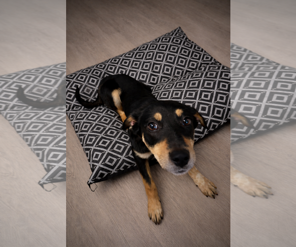 Medium Photo #1 Mutt Puppy For Sale in Sandy, UT, USA